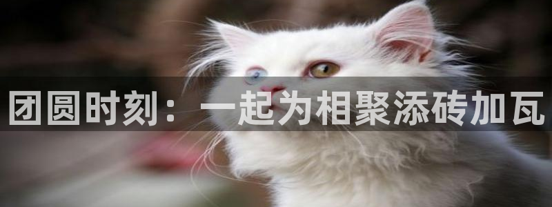 新新漫画入口：团圆时刻：一起为相聚添砖加瓦